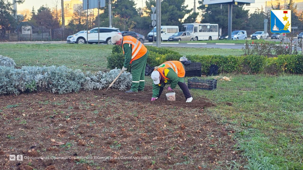 В клумбы города высадили более 70 тысяч луковиц весенних цветов В клумбы города высадили более 70 тысяч луковиц весенних цветов