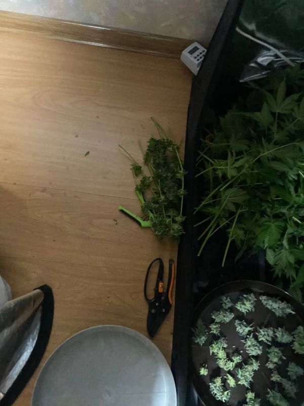 В Кировском районе мужчина отправится в колонию за хранение почти полкилограмма марихуаны В Кировском районе мужчина отправится в колонию за хранение почти полкилограмма марихуаны