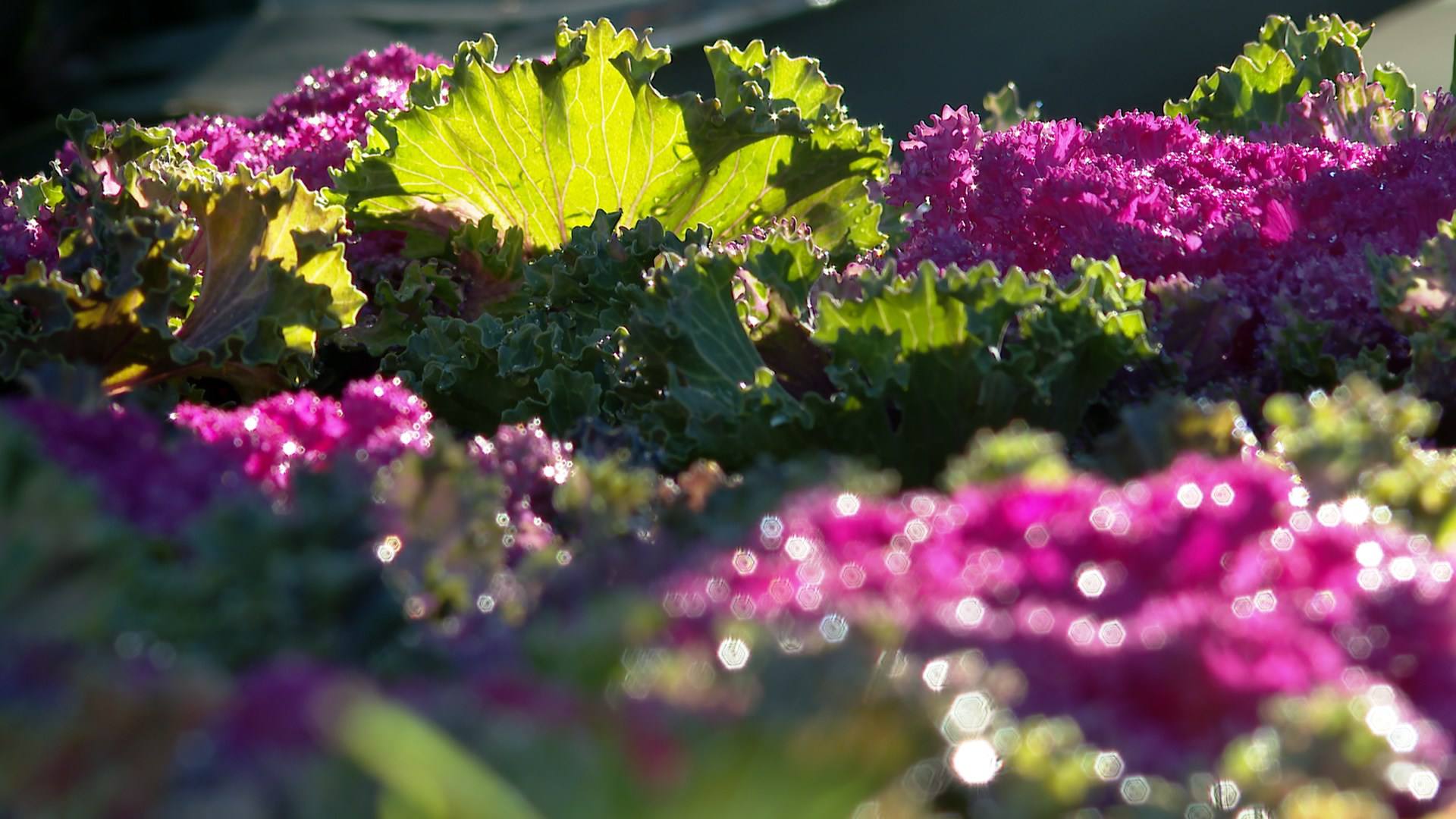 Декоративную капусту четырёх видов высадят на Южнобережье