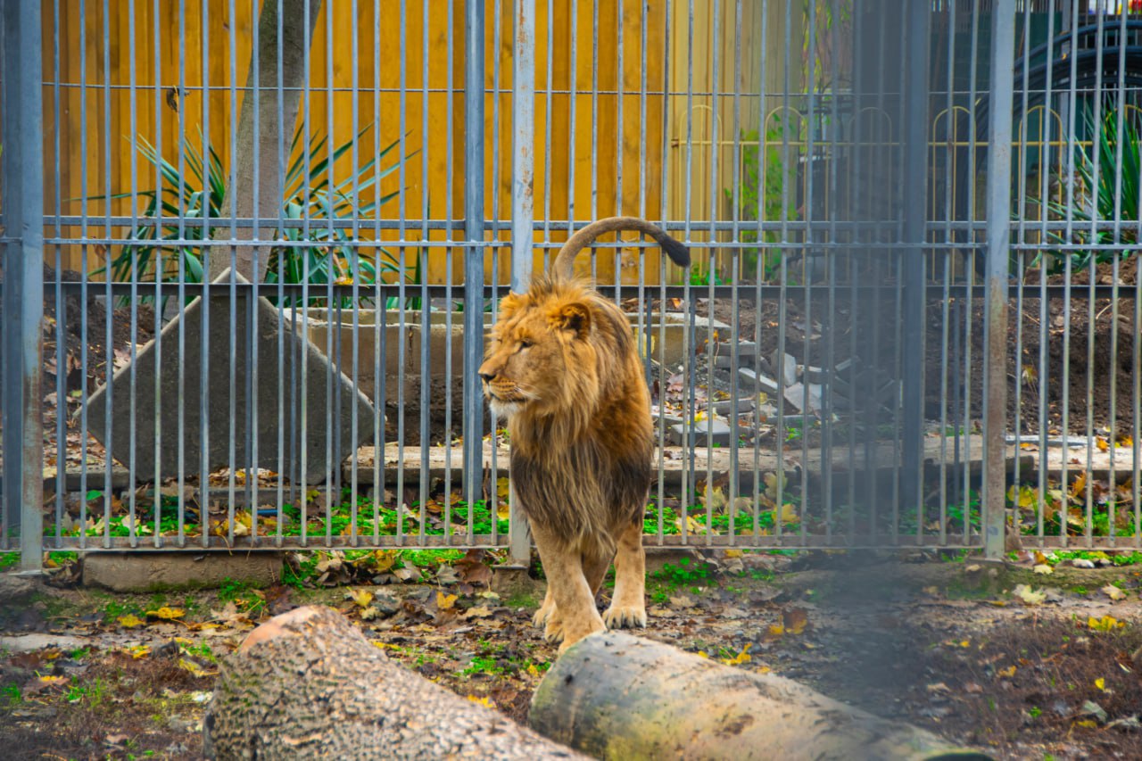 Новый обитатель Симферопольского зооуголка, лев Ромео чувствует себя великолепно Новый обитатель Симферопольского зооуголка, лев Ромео чувствует себя великолепно
