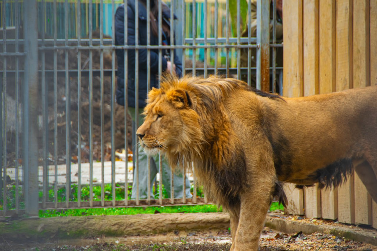 Новый обитатель Симферопольского зооуголка лев Ромео ищет Джульетту чувствует себя великолепно Новый обитатель Симферопольского зооуголка лев Ромео ищет Джульетту чувствует себя великолепно