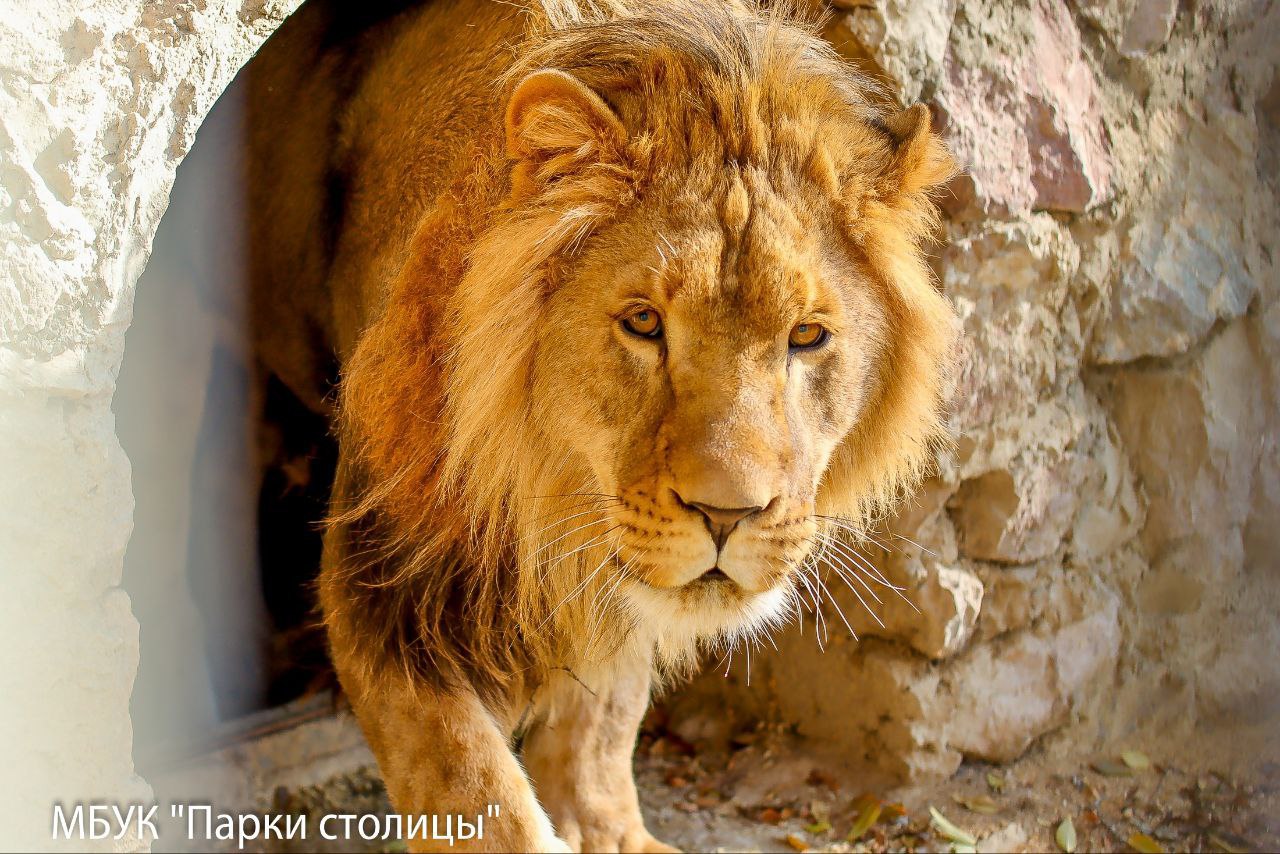Коллекция Симферопольского зооуголка пополнилась царём зверей Коллекция Симферопольского зооуголка пополнилась царём зверей