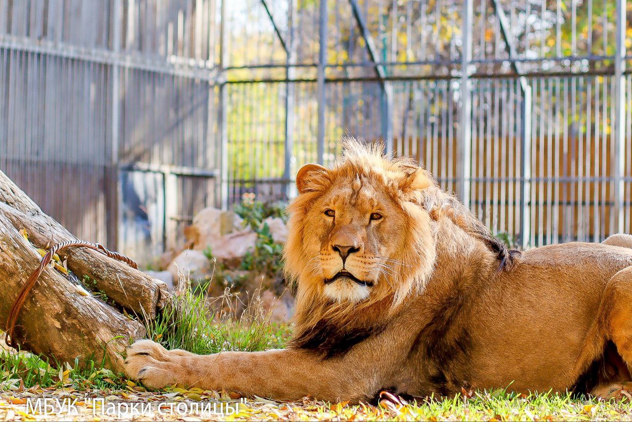 Коллекция Симферопольского зооуголка пополнилась царём зверей Коллекция Симферопольского зооуголка пополнилась царём зверей