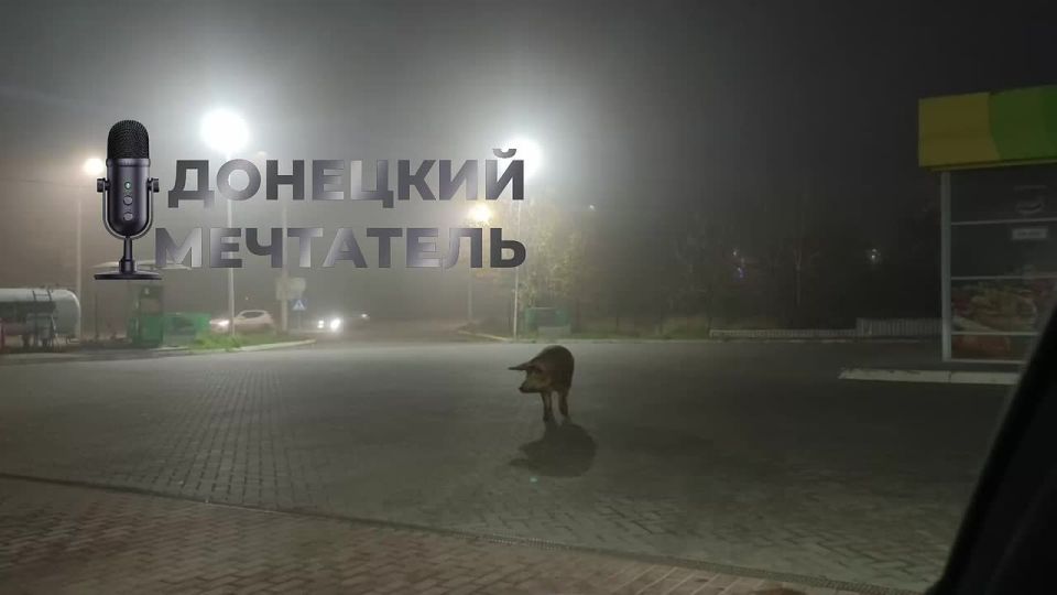На смену ёжикам в тумане приходят новые персонажи: вот такое хрючево бродит по Макеевке