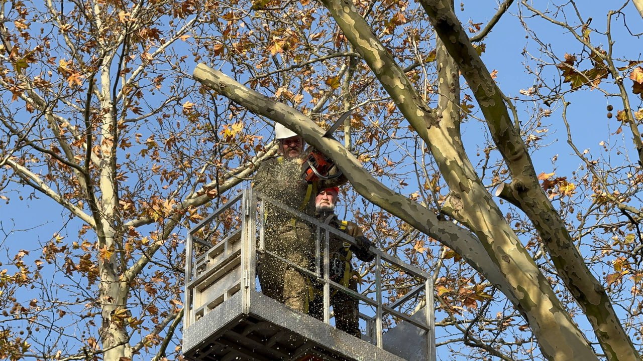 Служба городского хозяйства Керчи продолжает регулярные работы по уходу за растениями Служба городского хозяйства Керчи продолжает регулярные работы по уходу за растениями