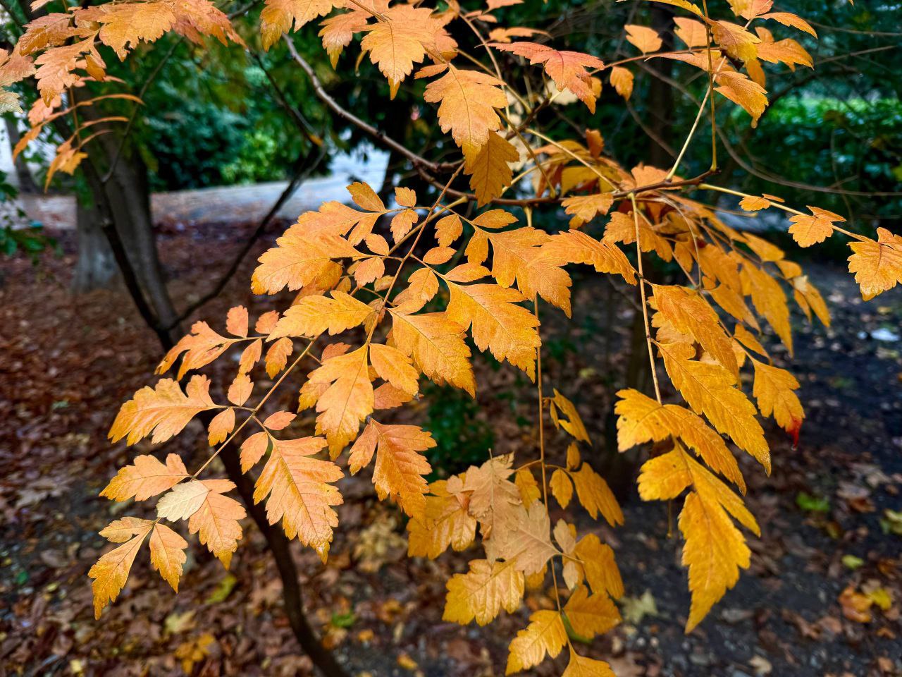 Янина Павленко: С добрым утром, любимый город До Нового года всего 44 дня! Совсем не верится, правда? Ещё столько ярких красок не растратила осень Любуемся красотой, друзья Янина Павленко: С добрым утром, любимый город До Нового года всего 44 дня! Совсем не верится, правда? Ещё столько ярких красок не растратила осень Любуемся красотой, друзья
