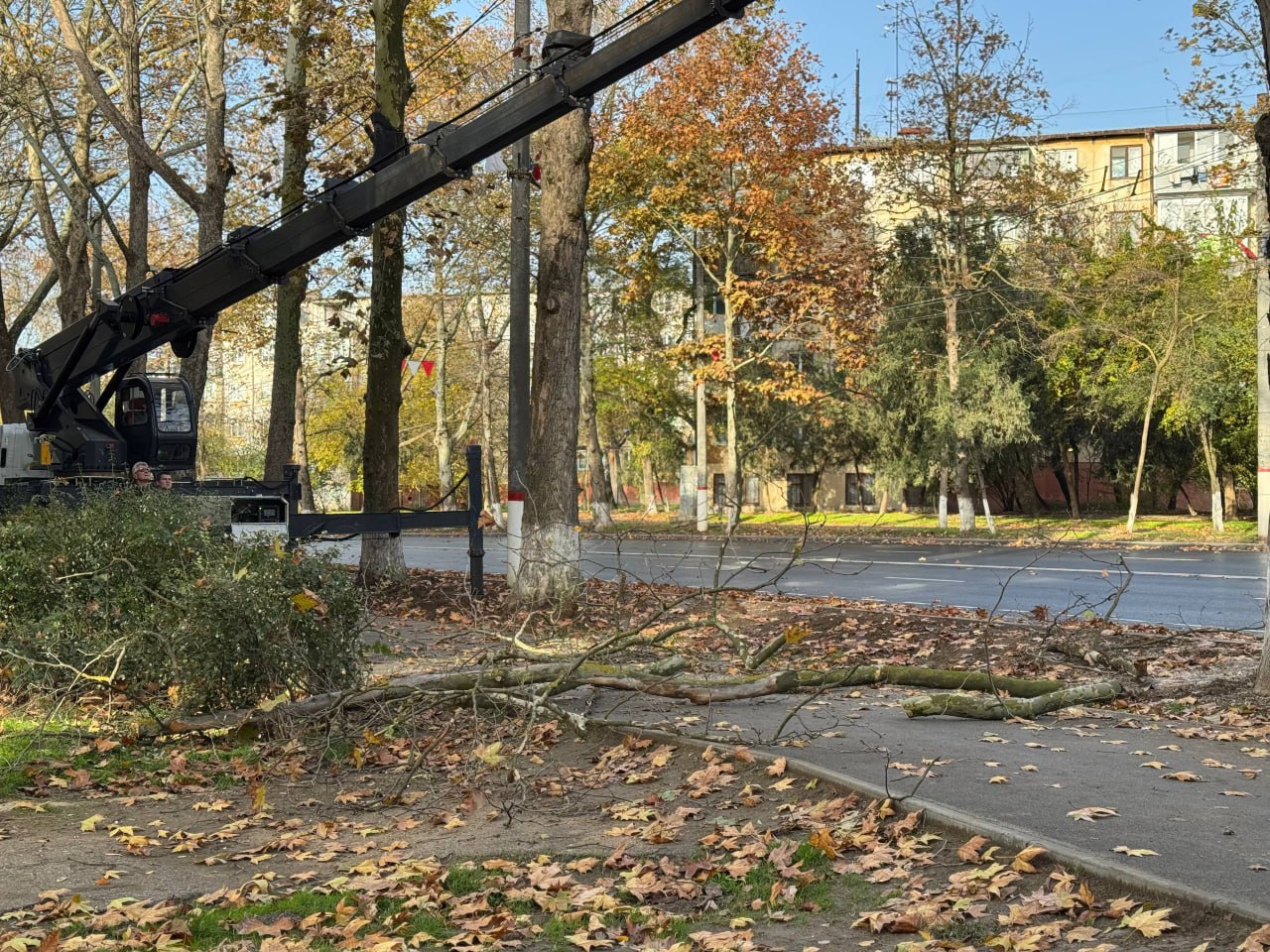 Служба городского хозяйства Керчи продолжает регулярные работы по уходу за растениями Служба городского хозяйства Керчи продолжает регулярные работы по уходу за растениями