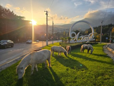 Янина Павленко: Эти милые создания сегодня чуть не спровоцировали транспортный коллапс, решив отобедать на въезде в Ялту Их владельца быстро нашли сотрудники мунконтроля – ему грозит штраф