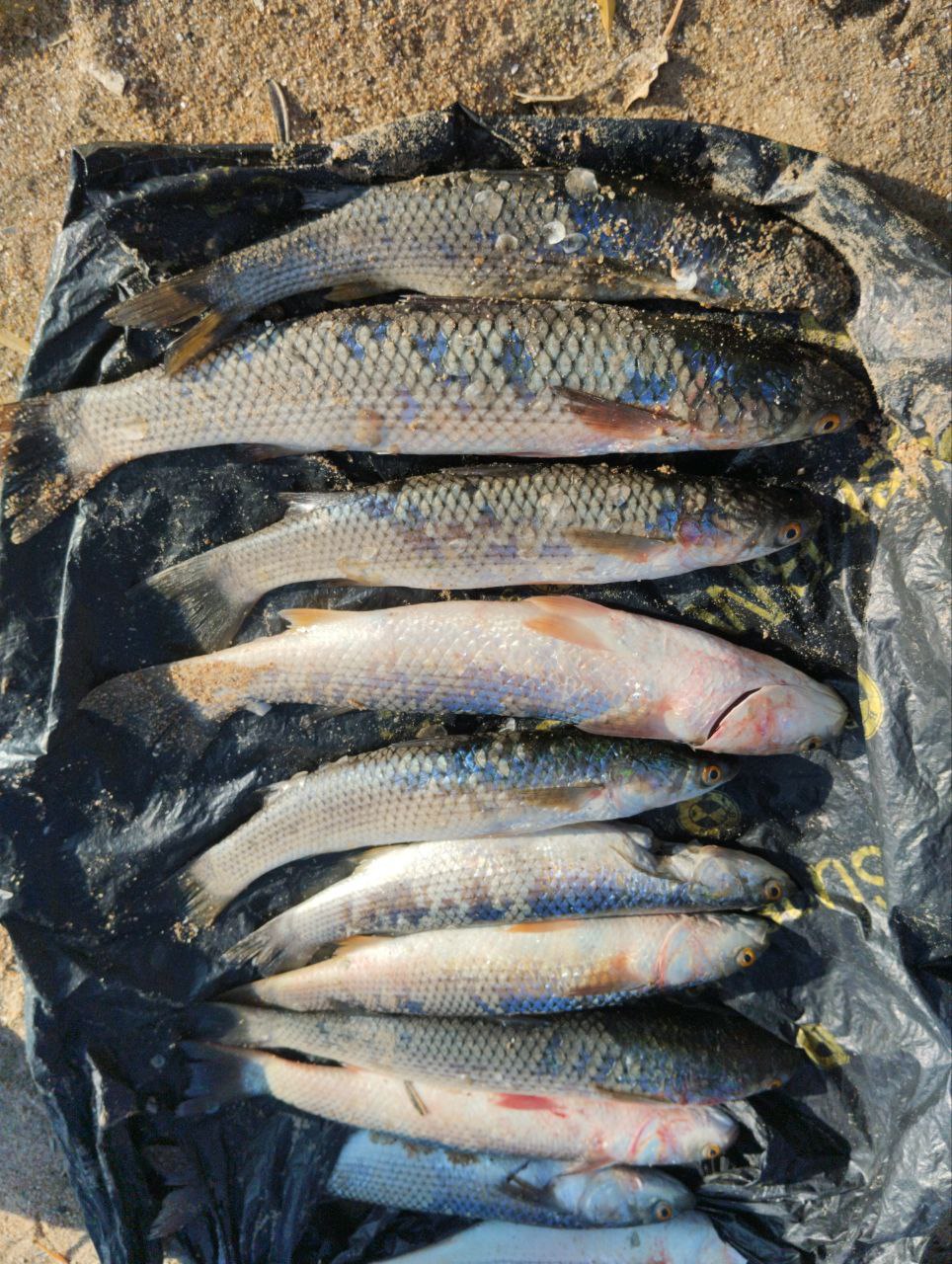 В ДНР транспортные полицейские пресекли факт браконьерства на побережье Азовского моря В ДНР транспортные полицейские пресекли факт браконьерства на побережье Азовского моря