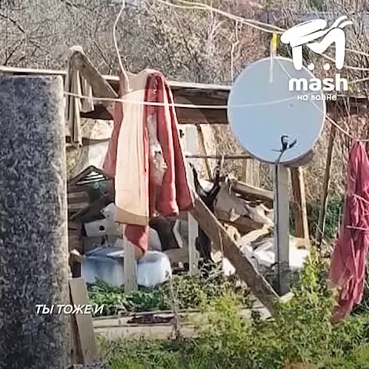 — Так у нас три собаки, ты тоже их сожрешь? — Я и тебя сожру