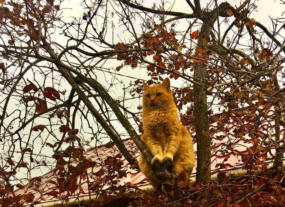 � ������ �����, �������!. ������ ��� ������� ���, �������� ����������, ��������� �����