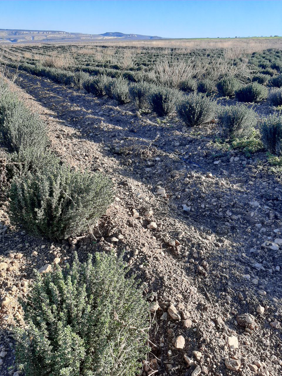 Специалисты Управления растениеводства совместно с участником программы «Герои Крыма» Андреем Зыряновым посетили передовые фермерские хозяйства Специалисты Управления растениеводства совместно с участником программы «Герои Крыма» Андреем Зыряновым посетили передовые фермерские хозяйства