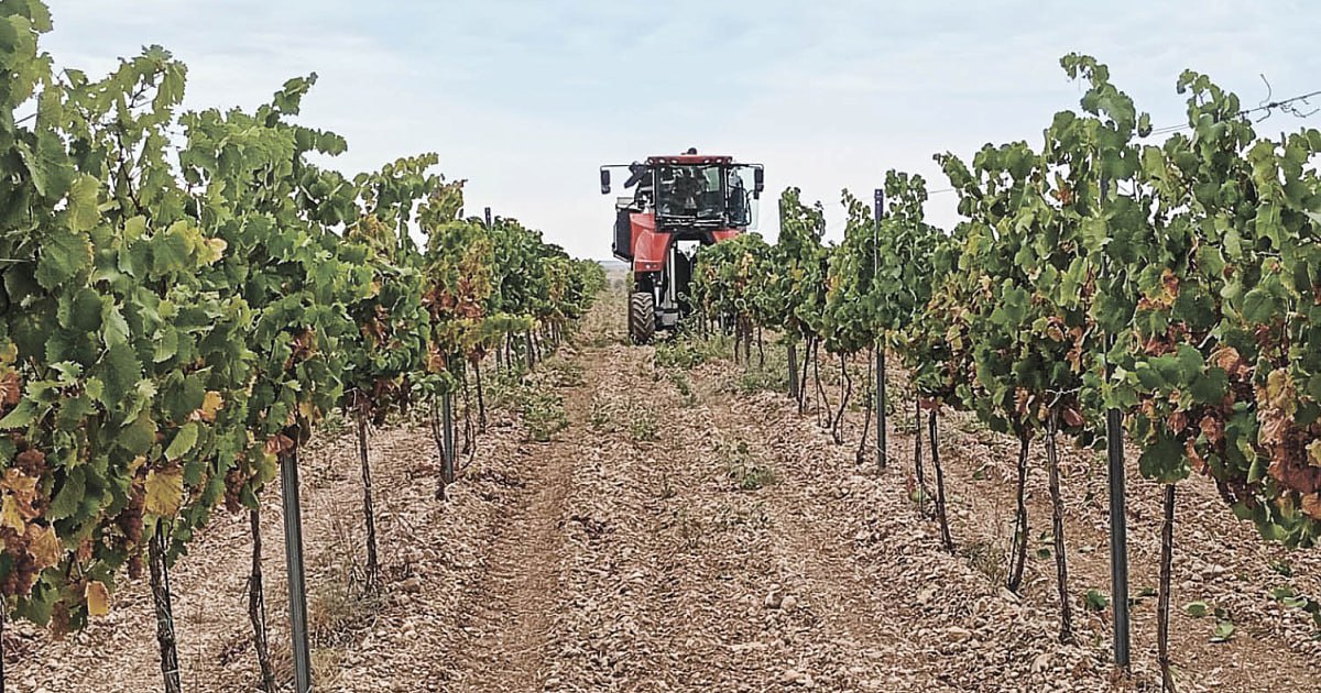 1 В Крыму в 2026 году планируют заложить 1,12 га виноградников
