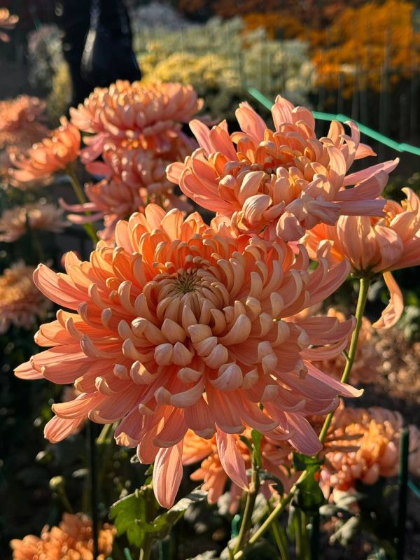 Какая погода ждёт жителей и гостей Крыма 17 ноября