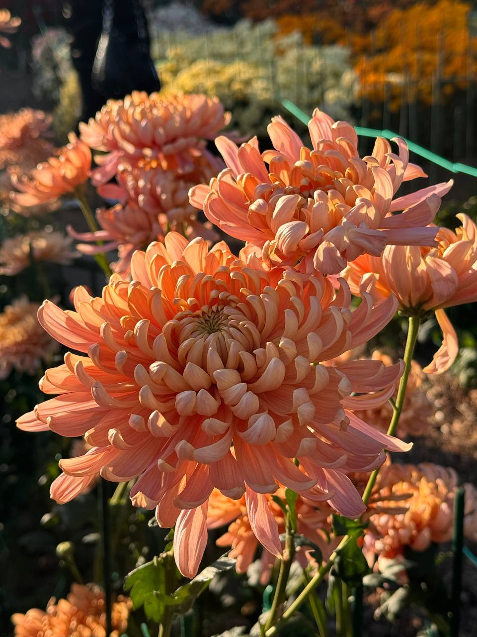 Какая погода ждёт жителей и гостей Крыма 17 ноября