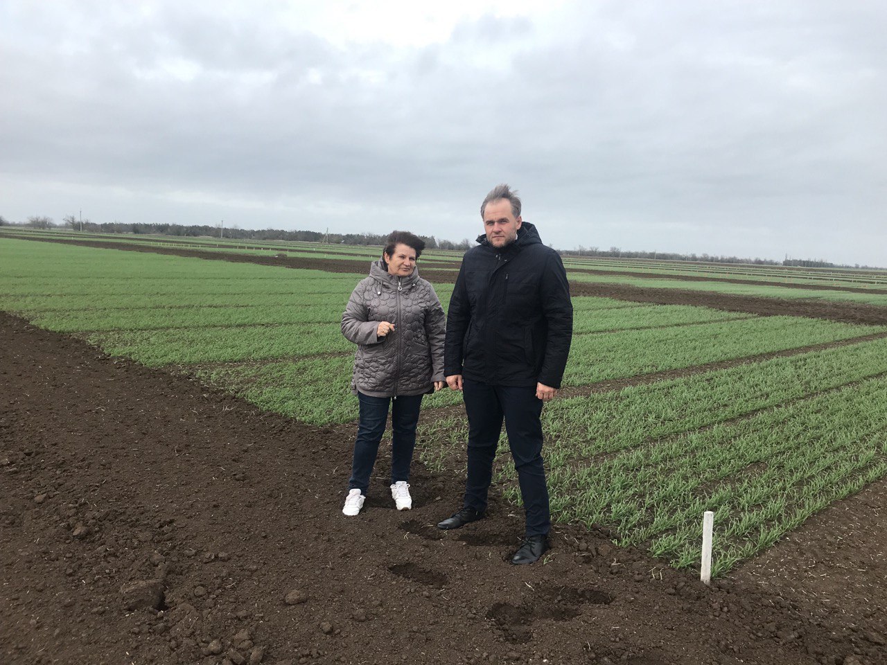 Мониторим озимые: крымские аграрии готовятся к будущему урожаю Мониторим озимые: крымские аграрии готовятся к будущему урожаю