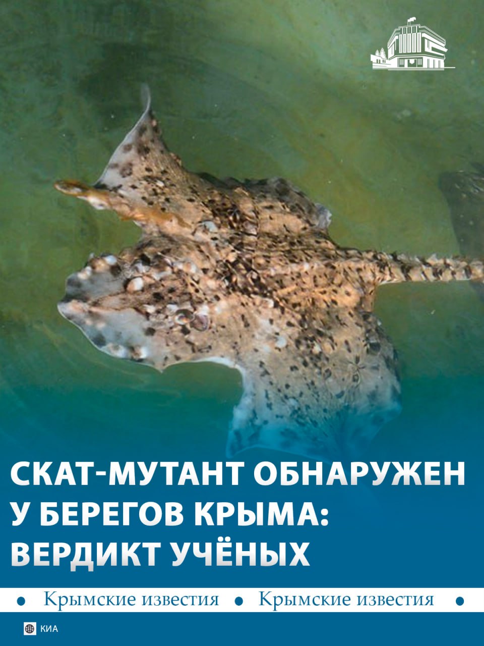 Скат-мутант по кличке Нептун обосновался у берегов Крыма