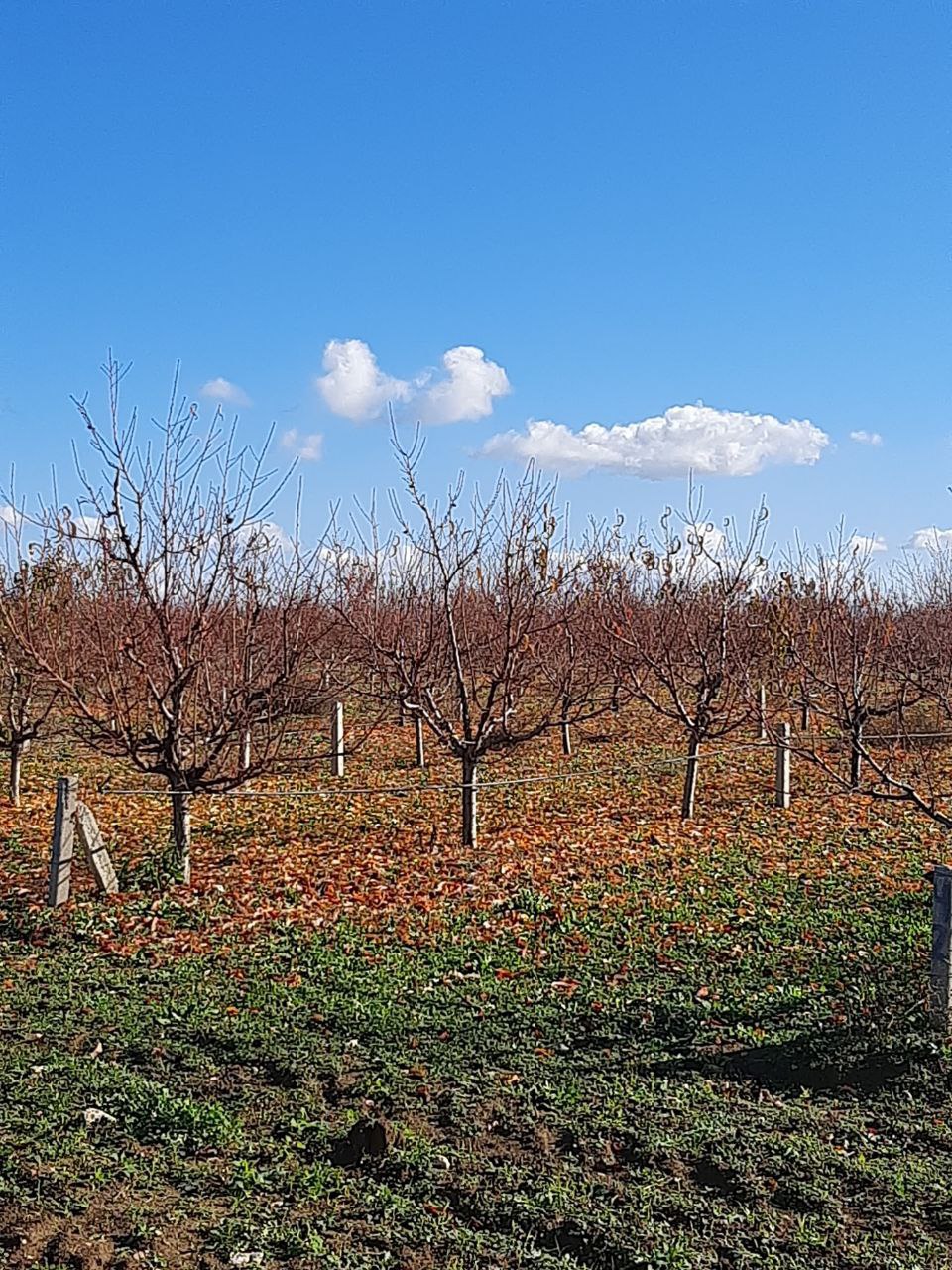 Участник СВО Андрей Зырянов ознакомился с передовыми методами мелиорации в садах Крыма Участник СВО Андрей Зырянов ознакомился с передовыми методами мелиорации в садах Крыма