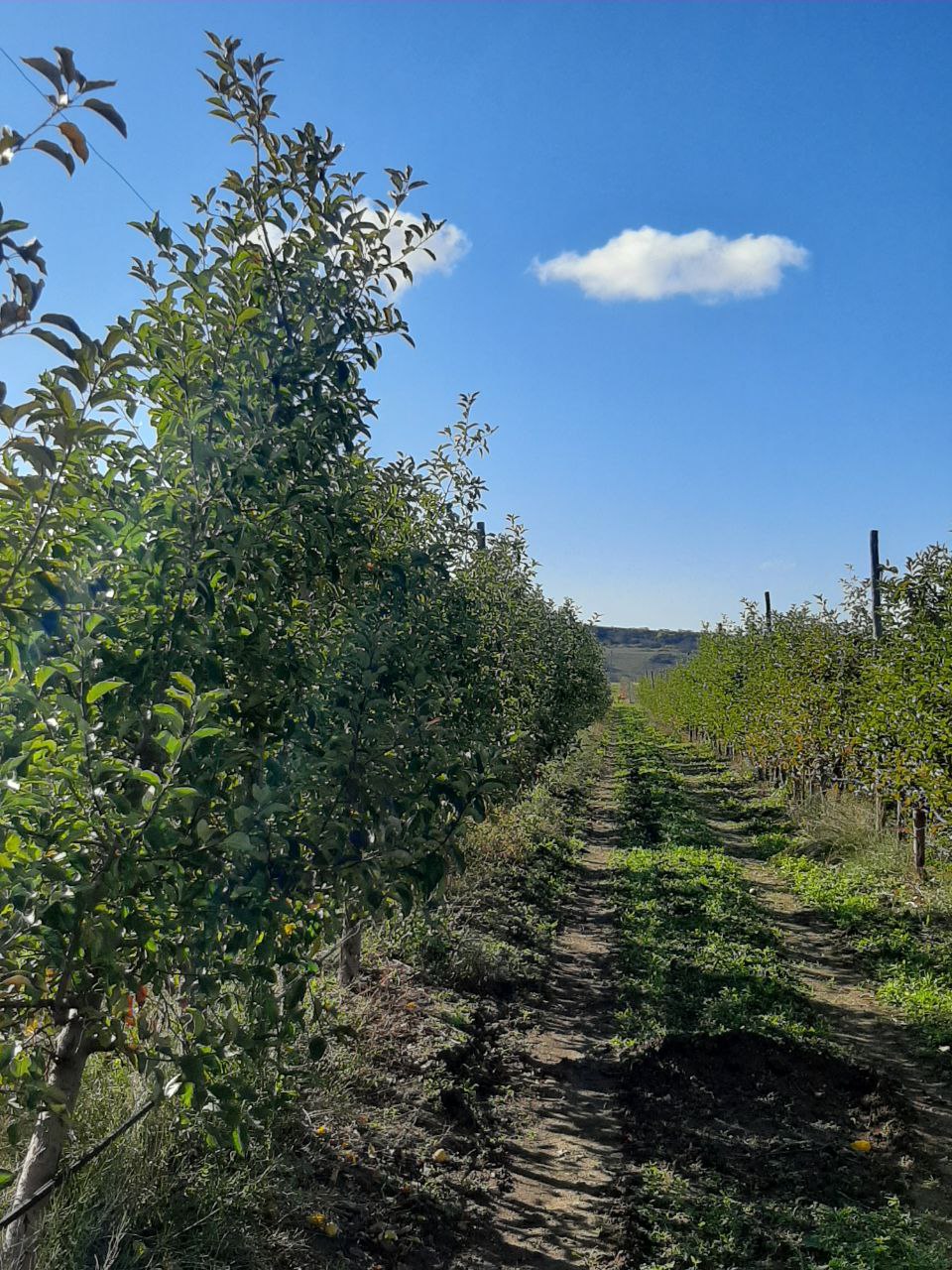 Участник СВО Андрей Зырянов ознакомился с передовыми методами мелиорации в садах Крыма