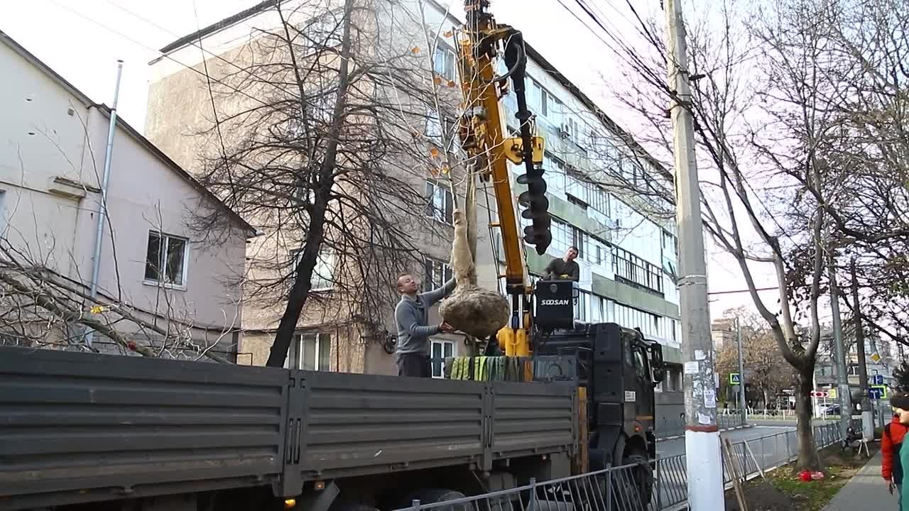 Специалисты МБУ "Горзеленхоз" приступили к компенсационной высадке зелёных насаждений