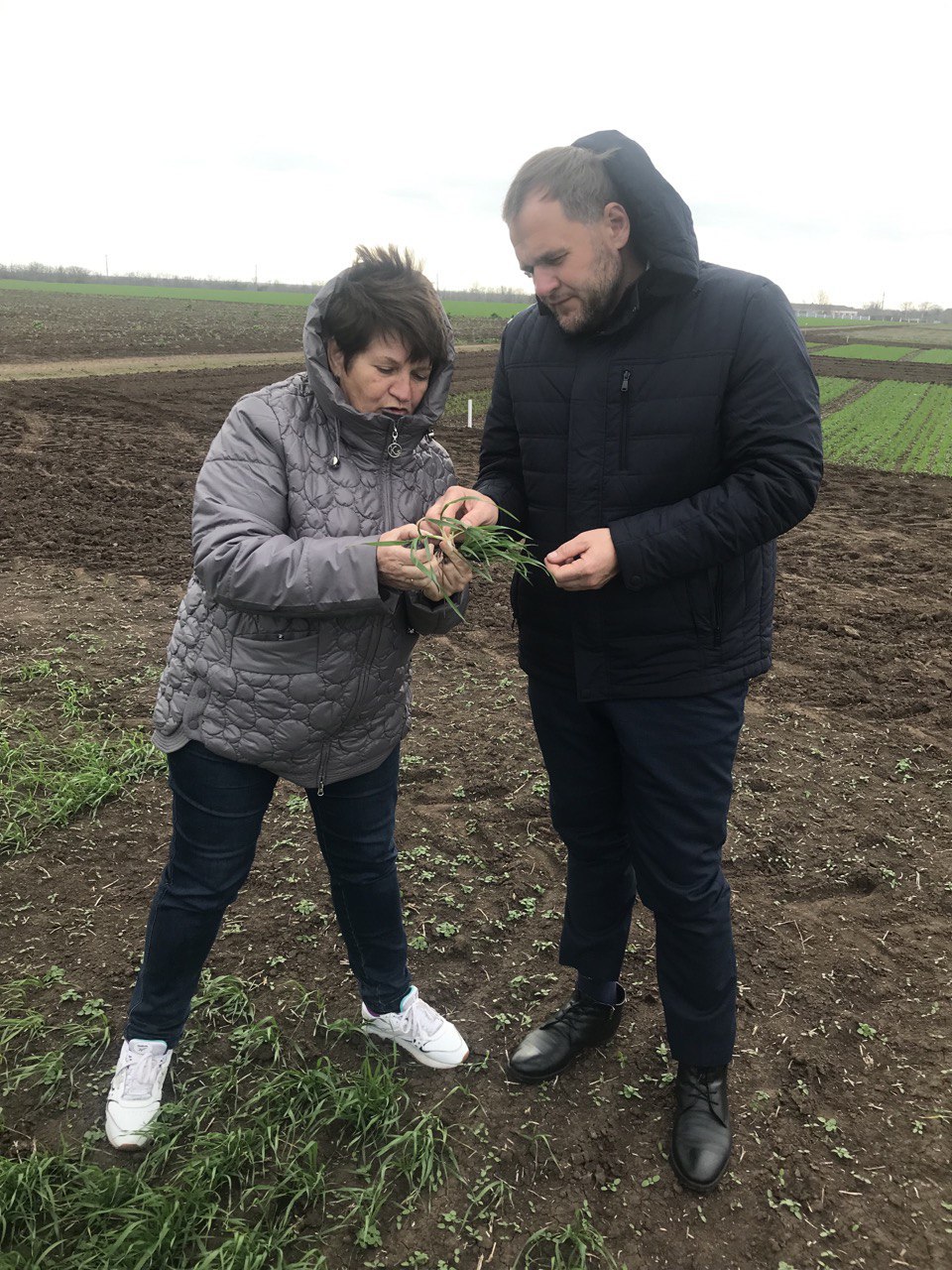 Мониторим озимые: крымские аграрии готовятся к будущему урожаю