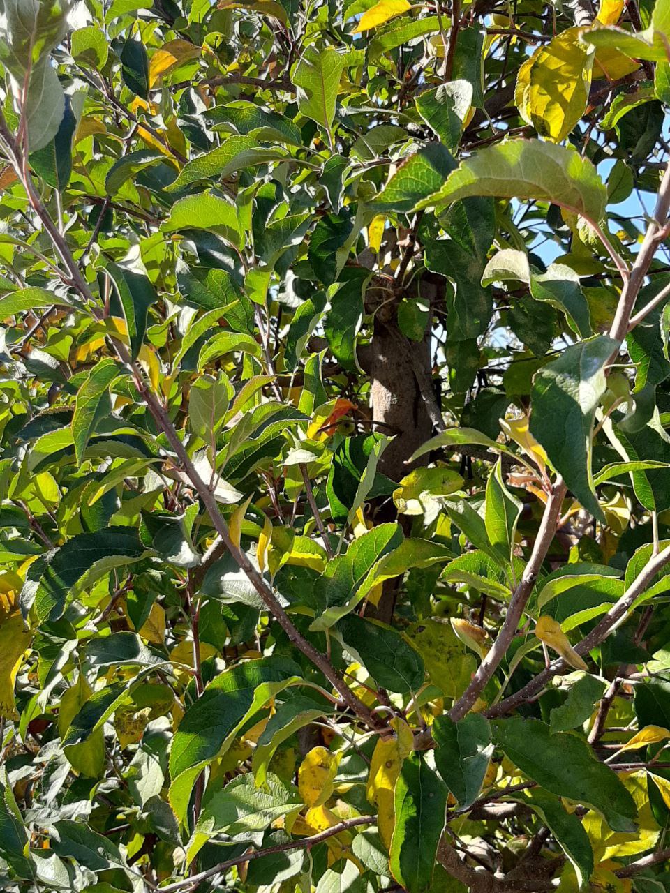 Участник СВО Андрей Зырянов ознакомился с передовыми методами мелиорации в садах Крыма Участник СВО Андрей Зырянов ознакомился с передовыми методами мелиорации в садах Крыма