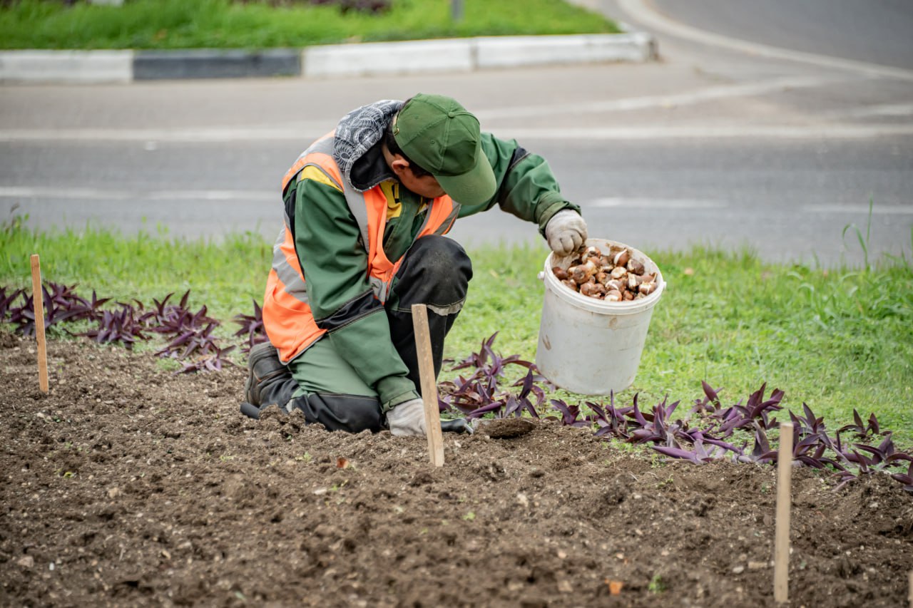 Михаил Развожаев: С начала ноября сотрудники «Парков и скверов» высадили на клумбах города 120 тысяч луковиц весенних цветов Михаил Развожаев: С начала ноября сотрудники «Парков и скверов» высадили на клумбах города 120 тысяч луковиц весенних цветов