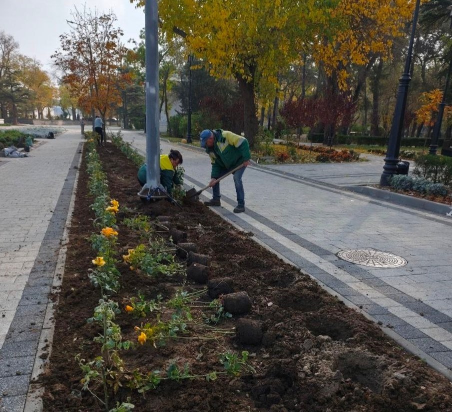 В Феодосии продолжается осенняя высадка растений В Феодосии продолжается осенняя высадка растений