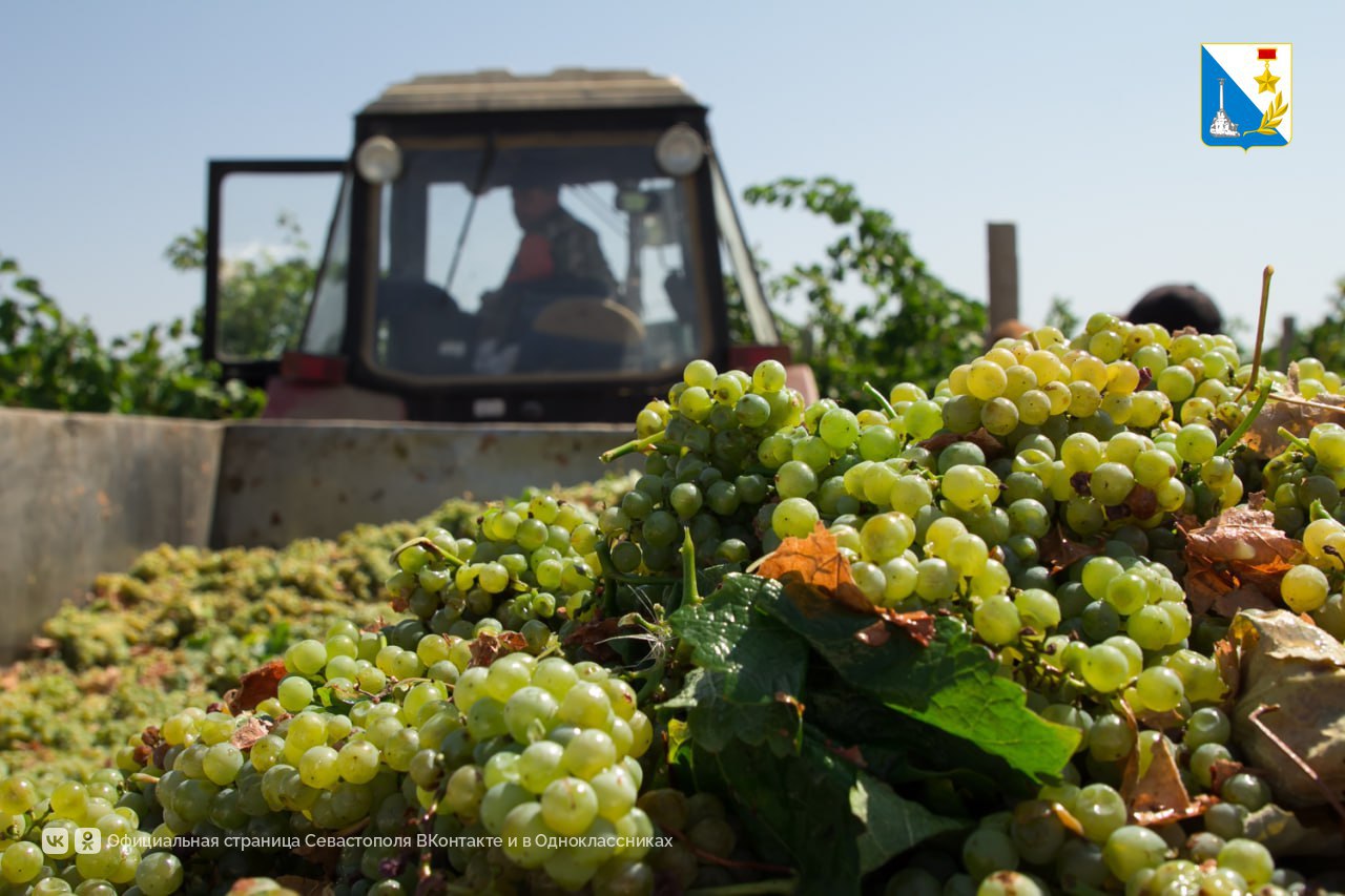 Севастопольские аграрии получили почти 450 миллионов рублей льготных кредитов для развития виноградарства