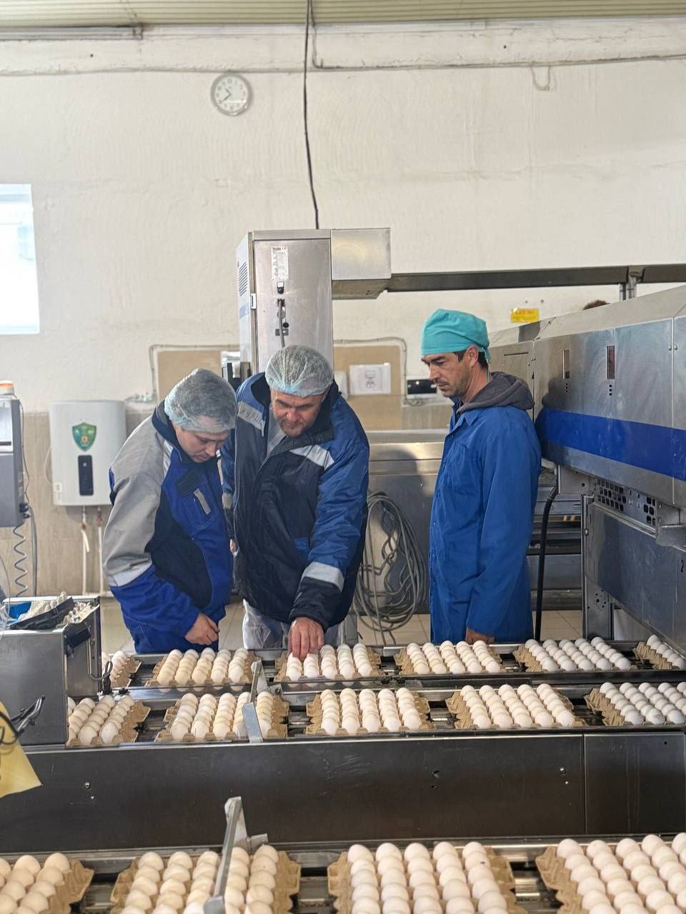 Крымский агропромышленный комплекс демонстрирует положительную динамику: по данным за отчетный период, сельскохозяйственными организациями Республики Крым было произведено более 149 миллионов яиц