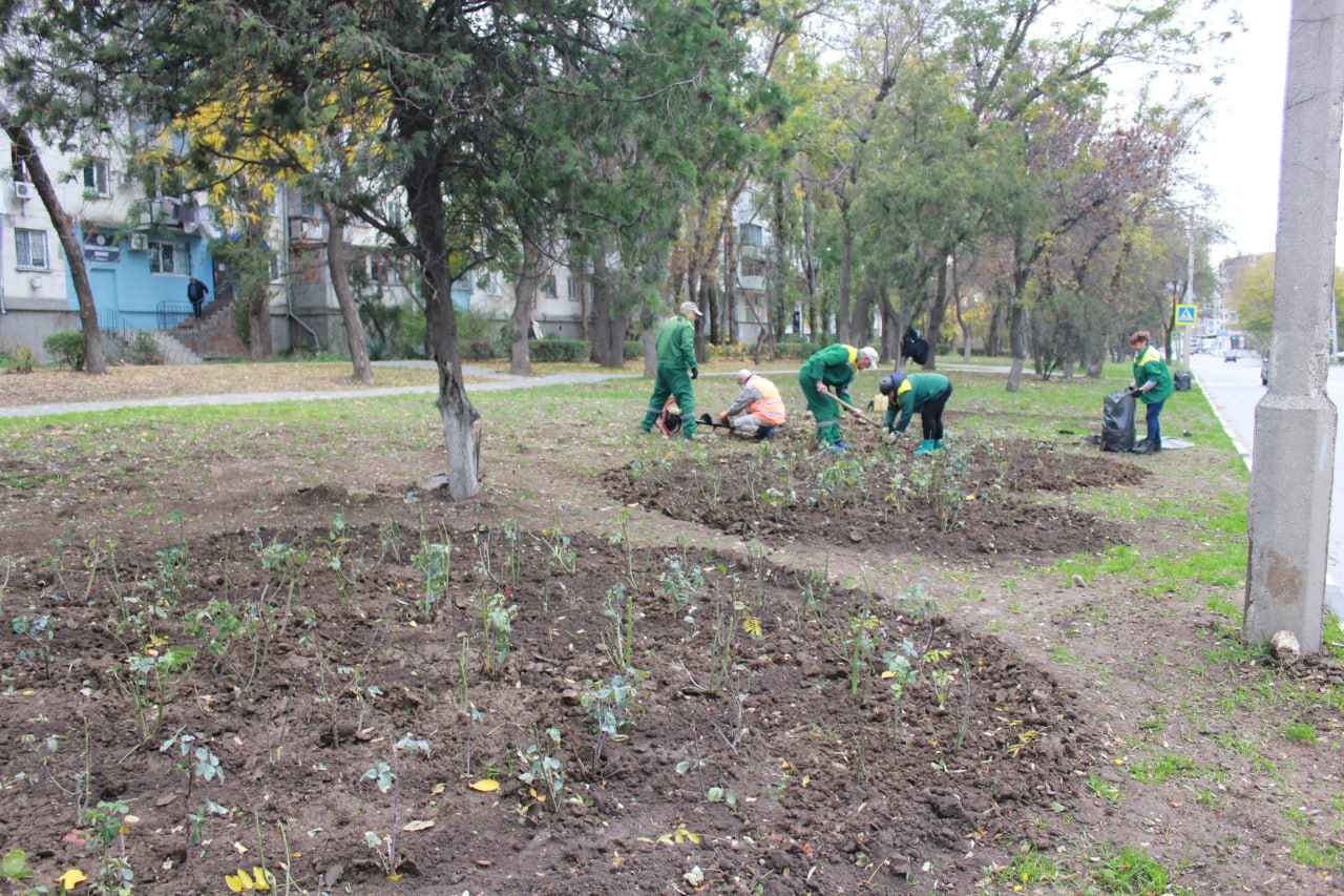 Владимир Ким: Этой осенью Феодосию украсят ещё около 2тысяч кустарников роз Владимир Ким: Этой осенью Феодосию украсят ещё около 2тысяч кустарников роз