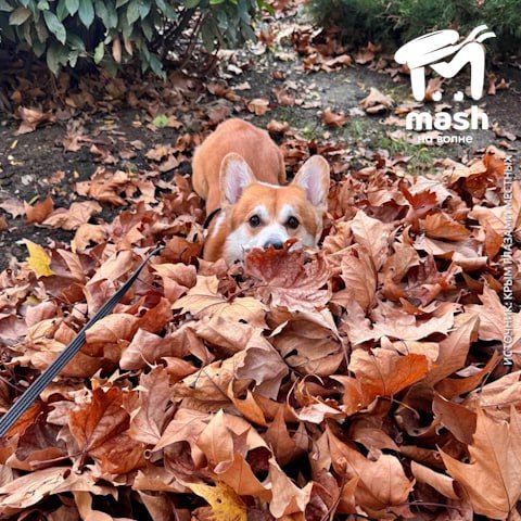 Это коржик Федя и он знает, как наслаждаться осенью