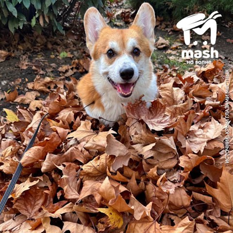 Это коржик Федя и он знает, как наслаждаться осенью Это коржик Федя и он знает, как наслаждаться осенью