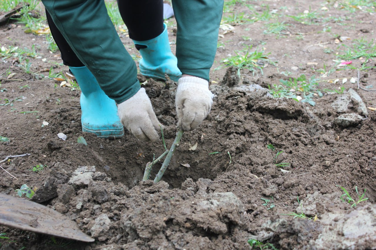 Владимир Ким: Этой осенью Феодосию украсят ещё около 2тысяч кустарников роз