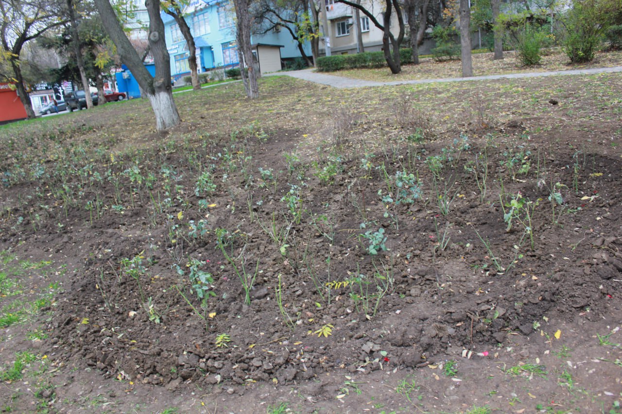 В Феодосии продолжается осенняя высадка растений В Феодосии продолжается осенняя высадка растений