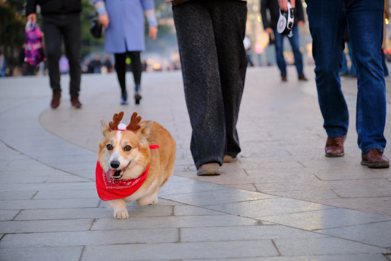 Янина Павленко: Даём старт активной подготовке к Новому году и Рождеству Христову! Янина Павленко: Даём старт активной подготовке к Новому году и Рождеству Христову!