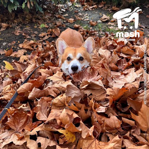 Это коржик Федя и он знает, как наслаждаться осенью Это коржик Федя и он знает, как наслаждаться осенью