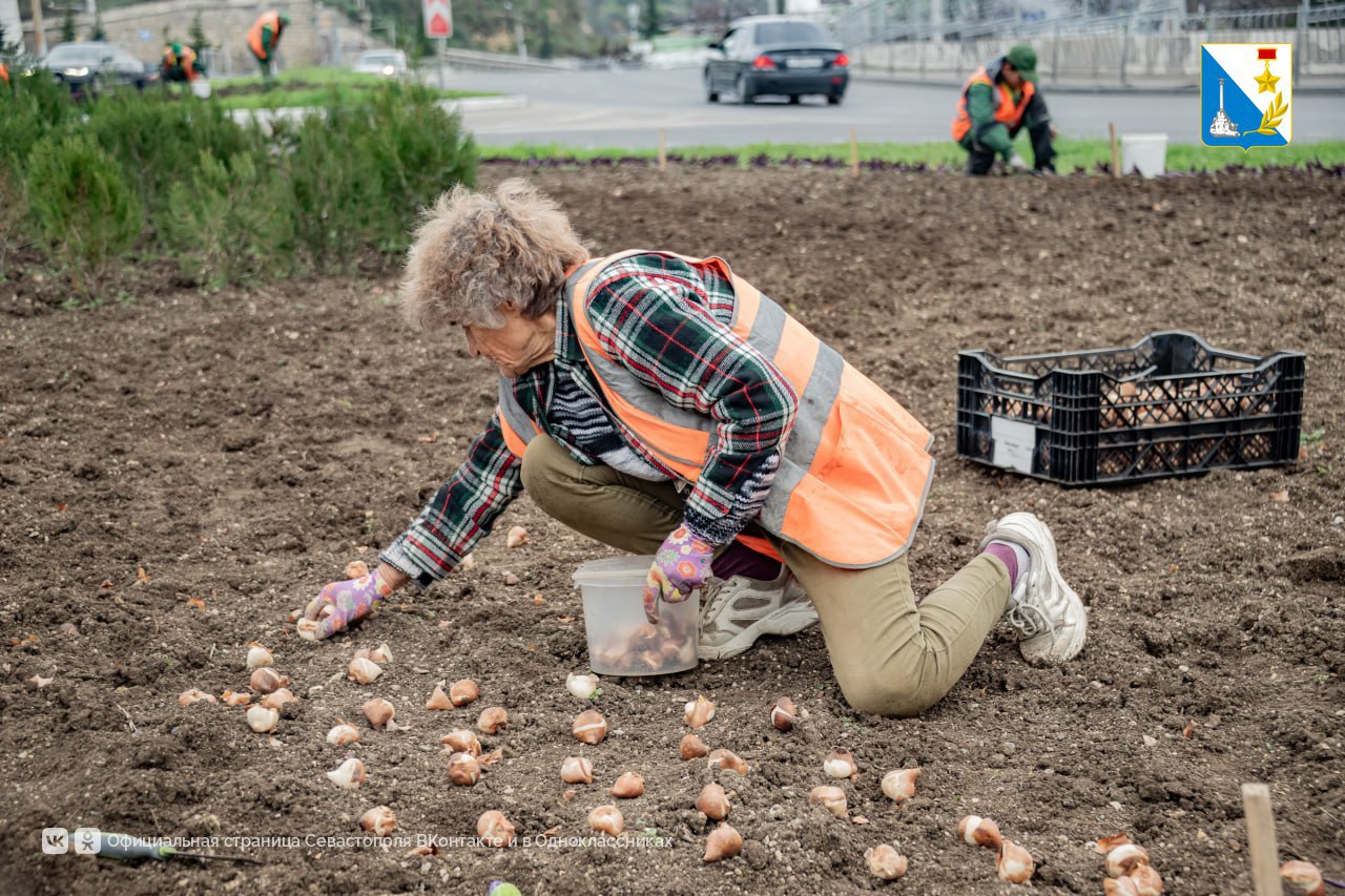 В Севастополе высадили 120 тысяч луковиц тюльпанов В Севастополе высадили 120 тысяч луковиц тюльпанов