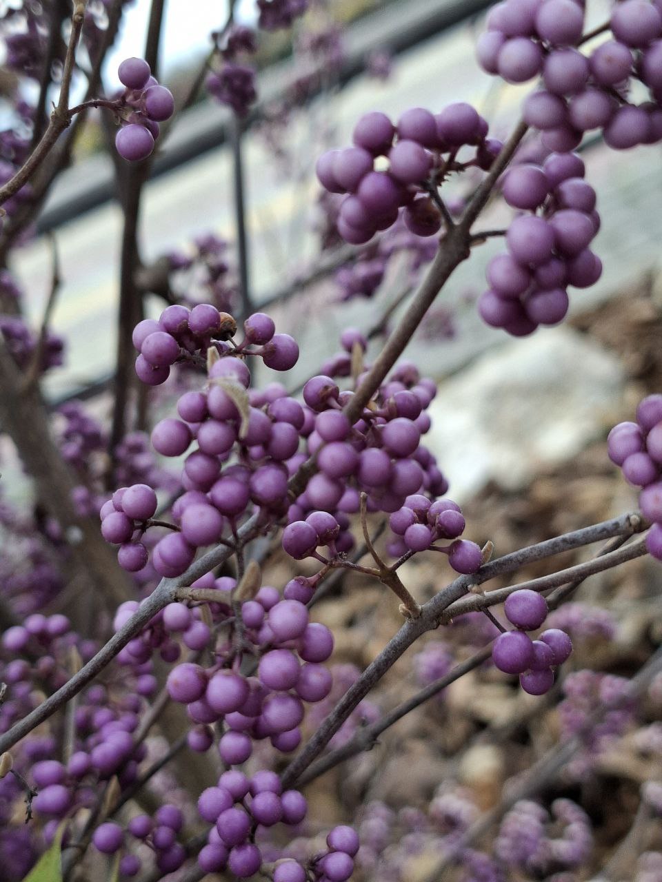 Александр Харламов: Парк «Возрождения» в селе Краснофлотском: символ успеха инициативного бюджетирования и активного участия жителей