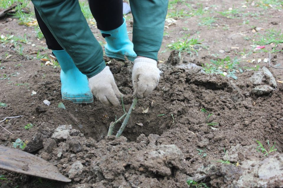 � �������� ������������ ������� ������� ��������