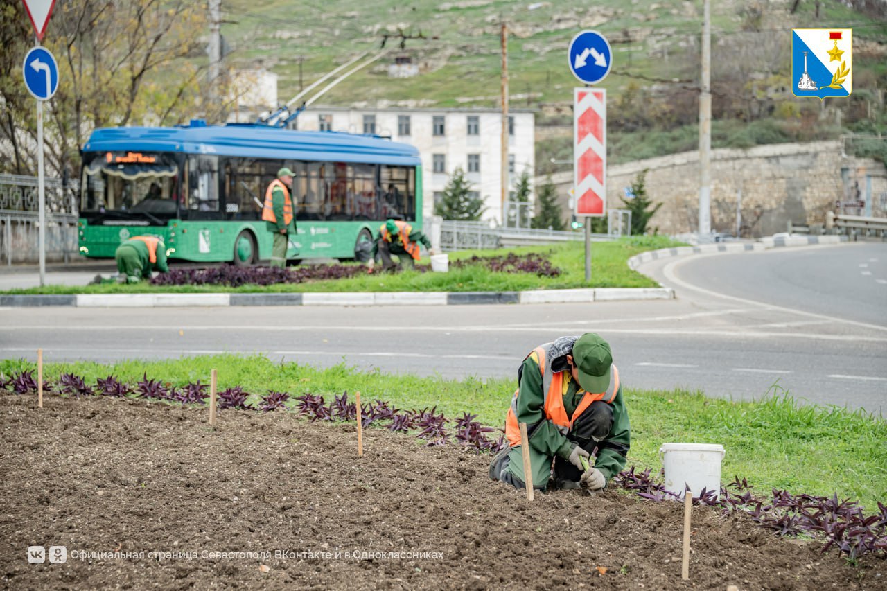 В Севастополе высадили 120 тысяч луковиц тюльпанов В Севастополе высадили 120 тысяч луковиц тюльпанов