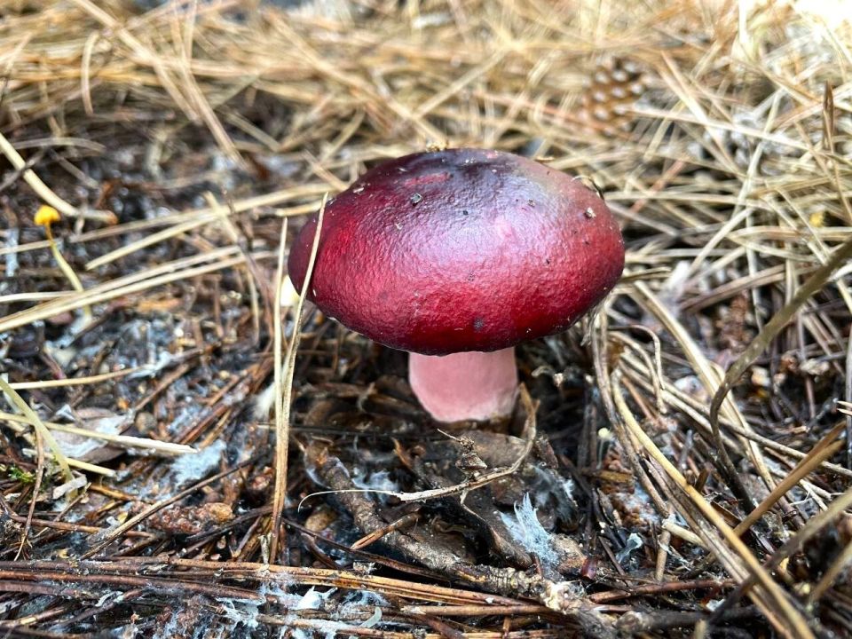 � ������ �����, �������!. ������ ��� ������� � ������� ��� �� ���������� �����������! ������� � �������� ������������ ���������� (�������� ������ �����), t + 8 - +14, ����� ������, ���-���������