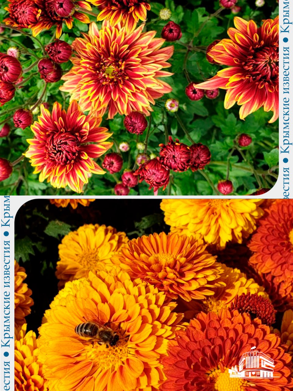Лучшую хризантему из мелкоцветковых сортов выбирают в Никитском ботаническом саду