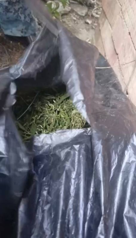 В Керчи прокуратура направила в суд уголовное дело о хранении более 4 кг частей растения конопли