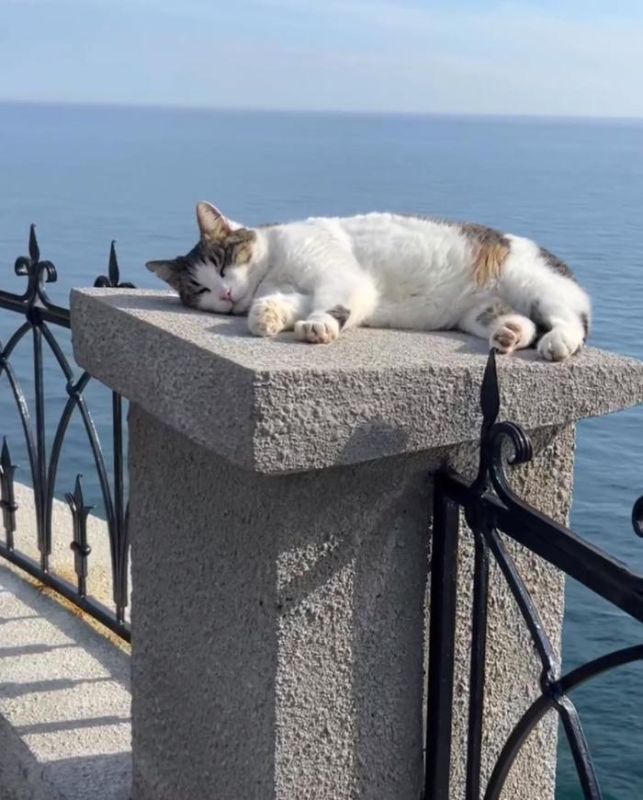 Спасенная в Крыму кошка Муся полностью восстановилась после инцидента — ветеринарный врач Светлана Власенко