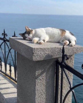 Спасенная в Крыму кошка Муся полностью восстановилась после инцидента — ветеринарный врач Светлана Власенко