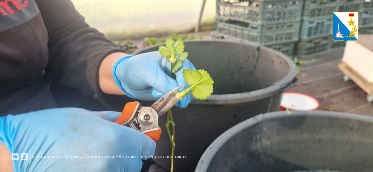 Предприниматель из Орловки получила грант в размере более трёх миллионов рублей на выращивание садовой земляники Предприниматель из Орловки получила грант в размере более трёх миллионов рублей на выращивание садовой земляники