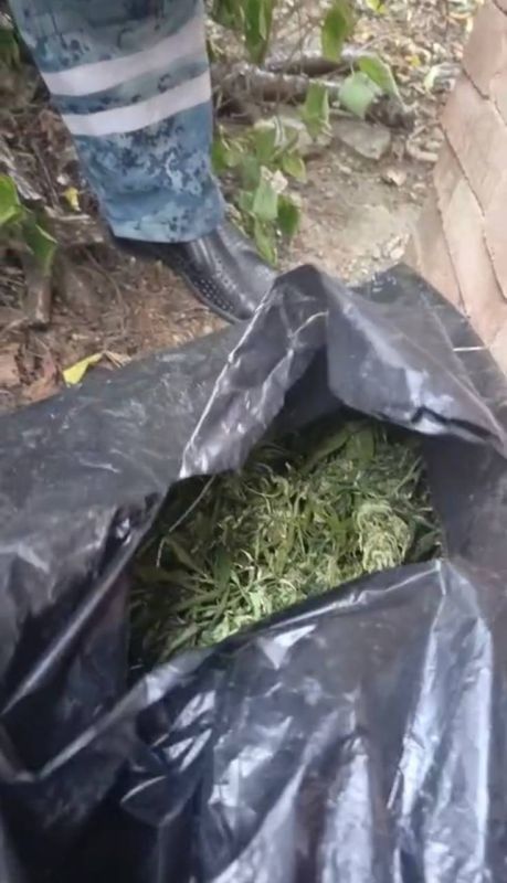 В Керчи направлено в суд уголовное дело по факту незаконного выращивания конопли