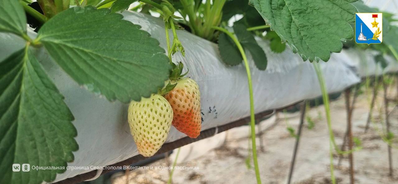 Предприниматель из Орловки получила грант в размере более трёх миллионов рублей на выращивание садовой земляники Предприниматель из Орловки получила грант в размере более трёх миллионов рублей на выращивание садовой земляники