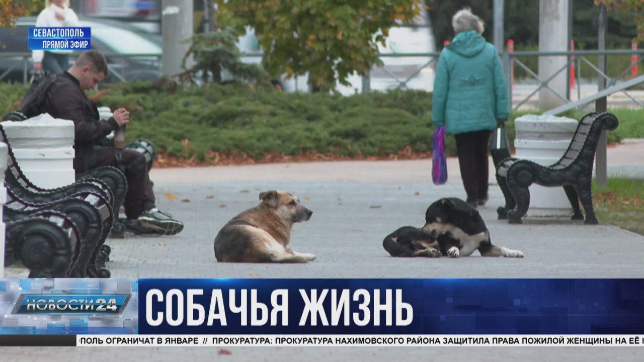 Собираются в стаи и нападают на людей